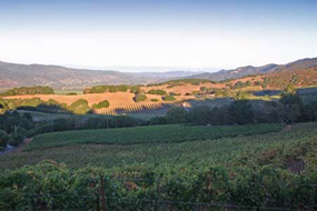 Texas Winery Vineyards